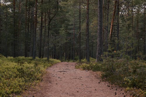 Path With Trees In Between · Free Stock Photo