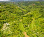 俯瞰令人惊叹的热带景观，充满活力的绿色水稻梯田展现了大自然的美丽