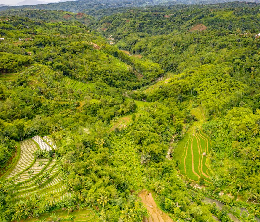 Bird's Eye View Of Forest