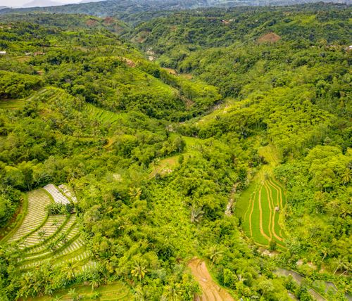 Free Stunning aerial view of vibrant green rice terraces in a tropical landscape, showcasing nature's beauty. Stock Photo