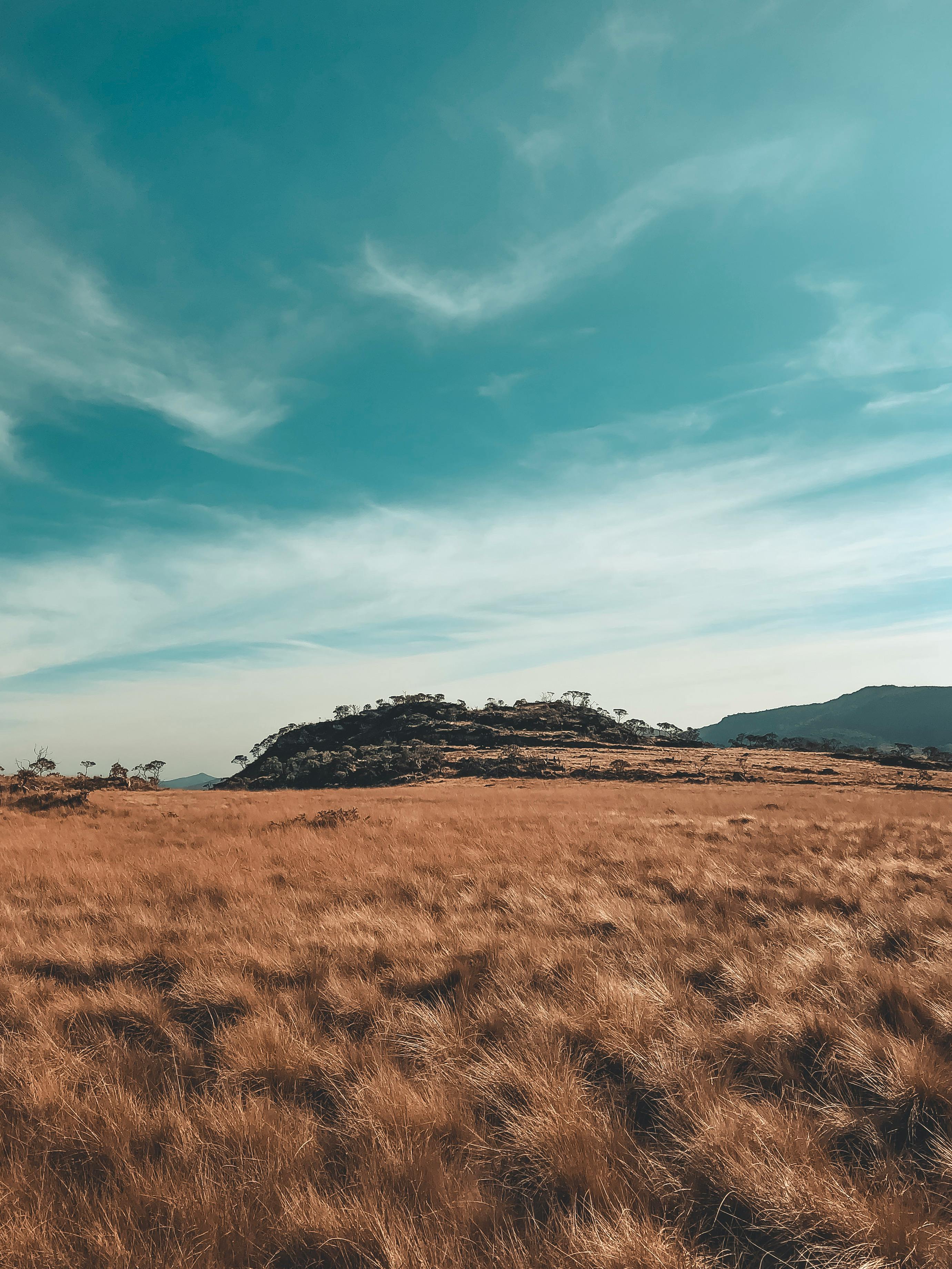 Brown Grass · Free Stock Photo