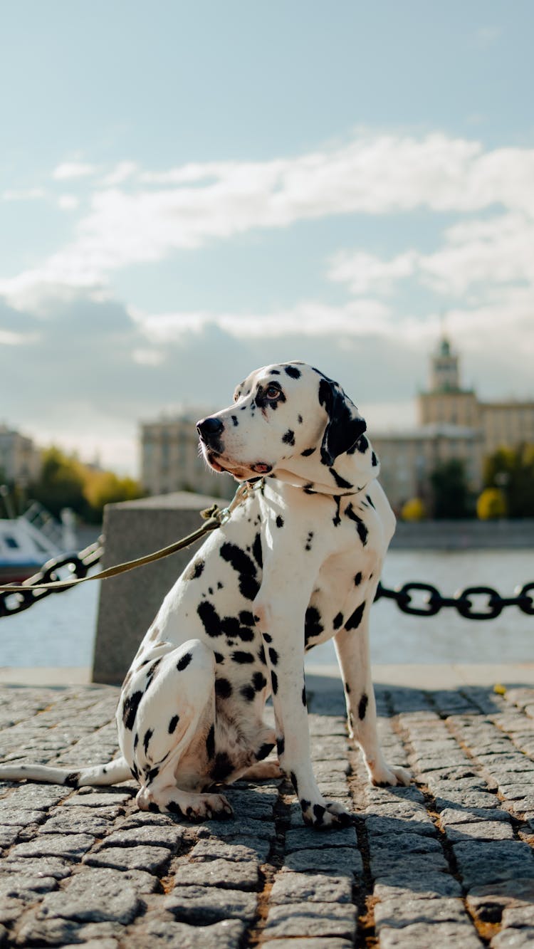 Dalmatian At Promenade Along River