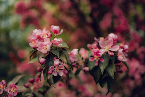 Cherry Tree Blossoms