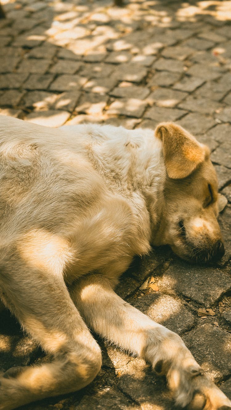 Sleeping Golden Retriever 