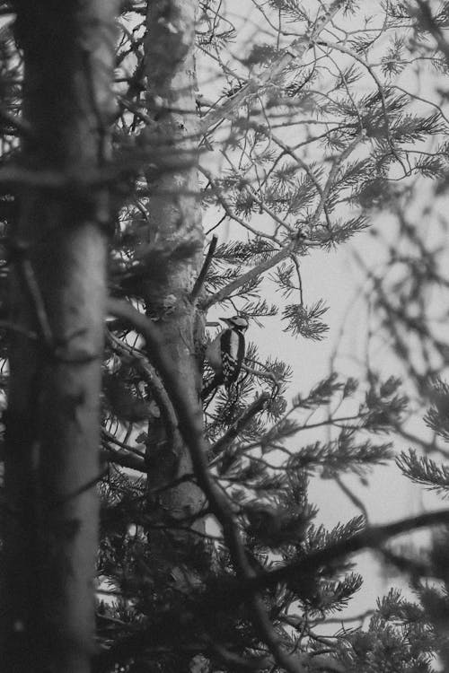 動物, 啄木鳥, 垂直拍攝 的 免費圖庫相片