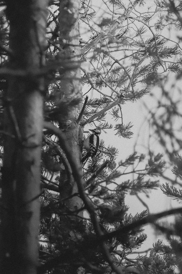 Woodpecker On Tree