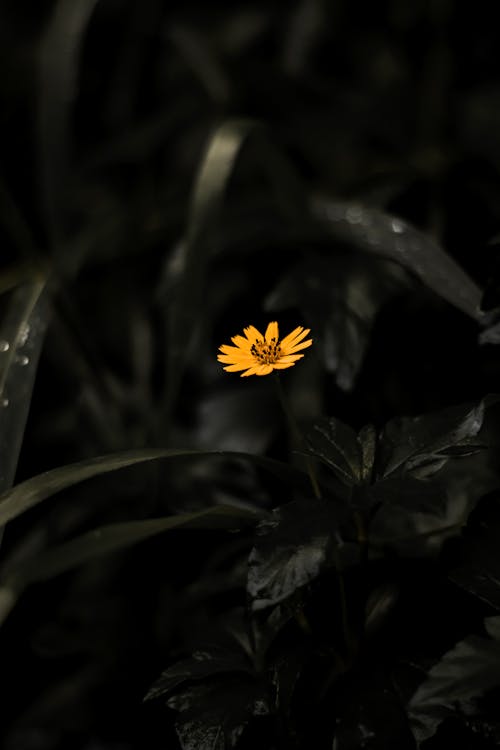 Foto d'estoc gratuïta de flor, groc, natura