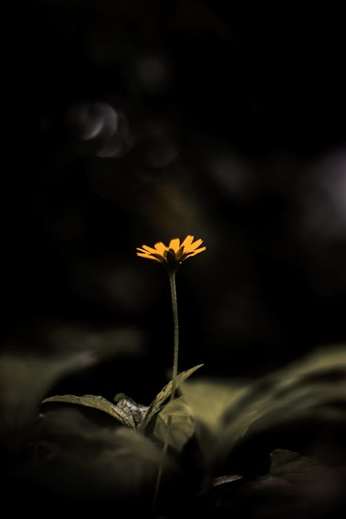 Single Flower among Leaves