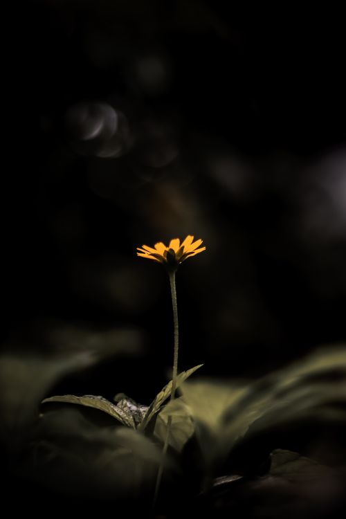 Free A single yellow flower standing tall against a dark, moody background. Stock Photo