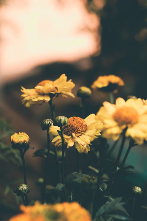 Ảnh lưu trữ miễn phí về bắn dọc, hoa màu vàng, nở hoa