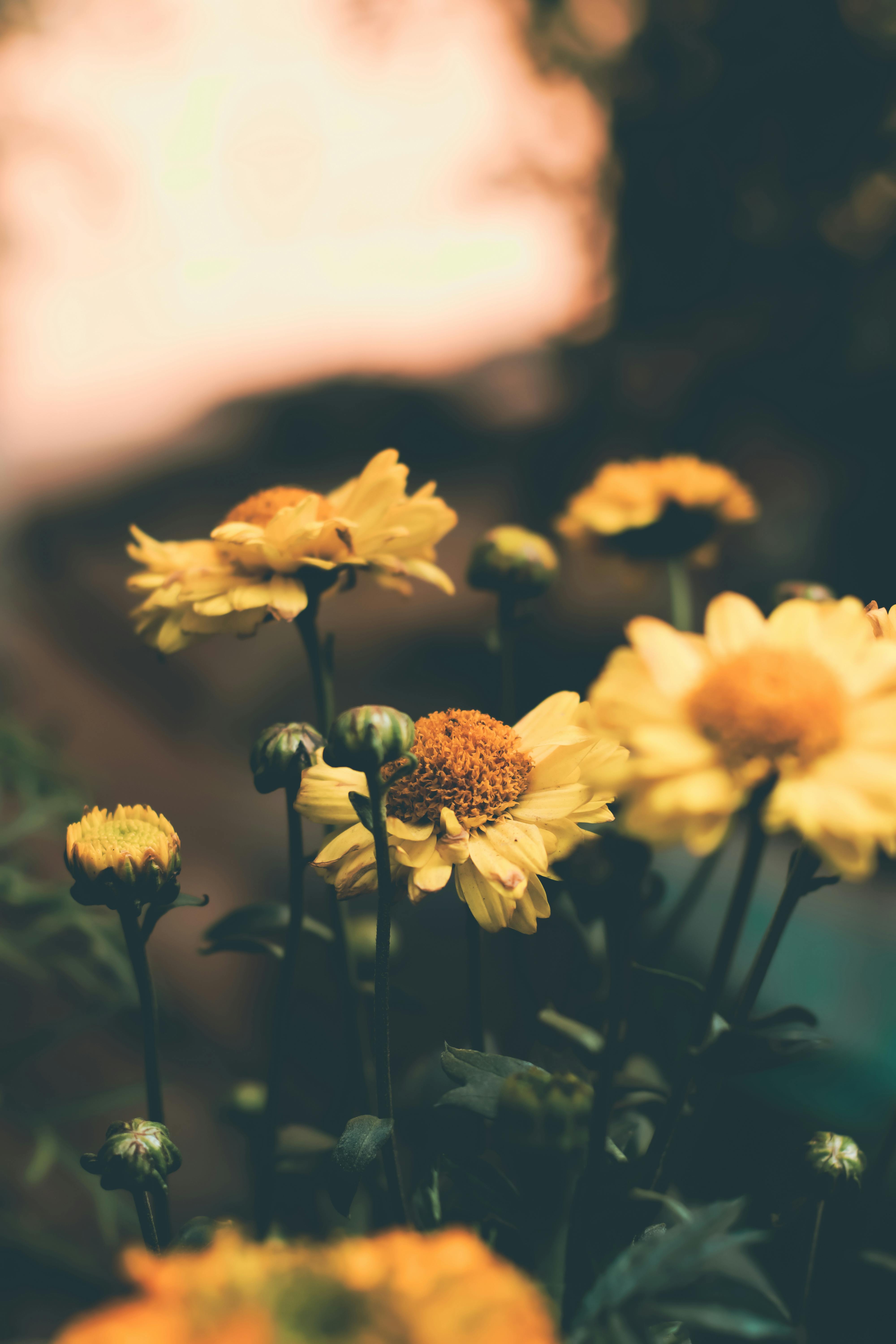 Decorative Yellow Flowers · Free Stock Photo