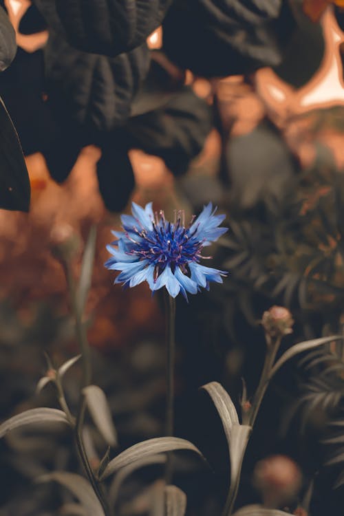 Single Blue Flower