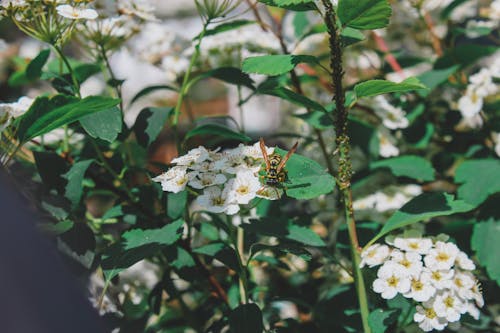 Bee on Flowering Plant