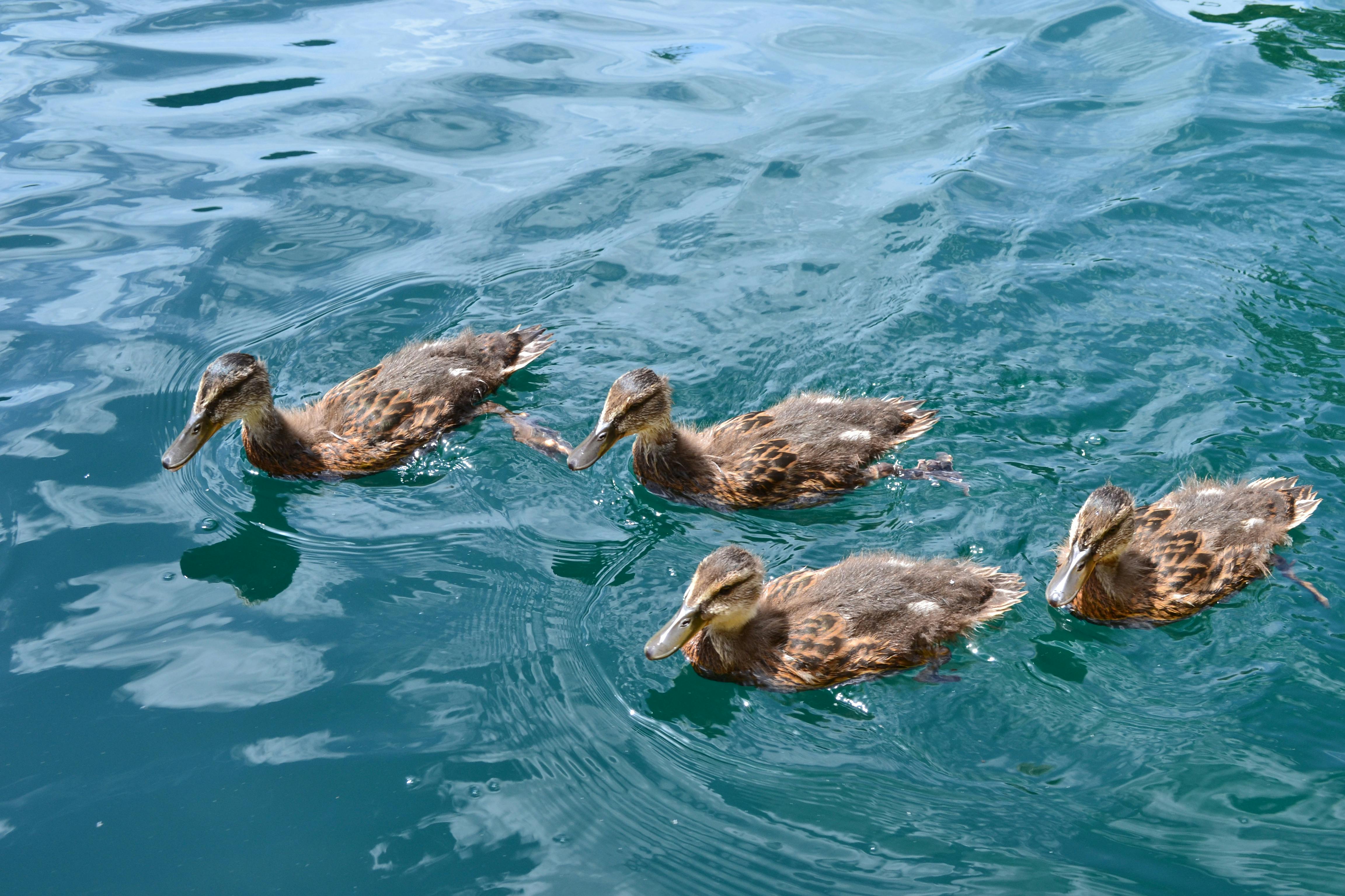 Foto Stok Gratis Tentang Anak Ayam Bebek Bebek Berenang