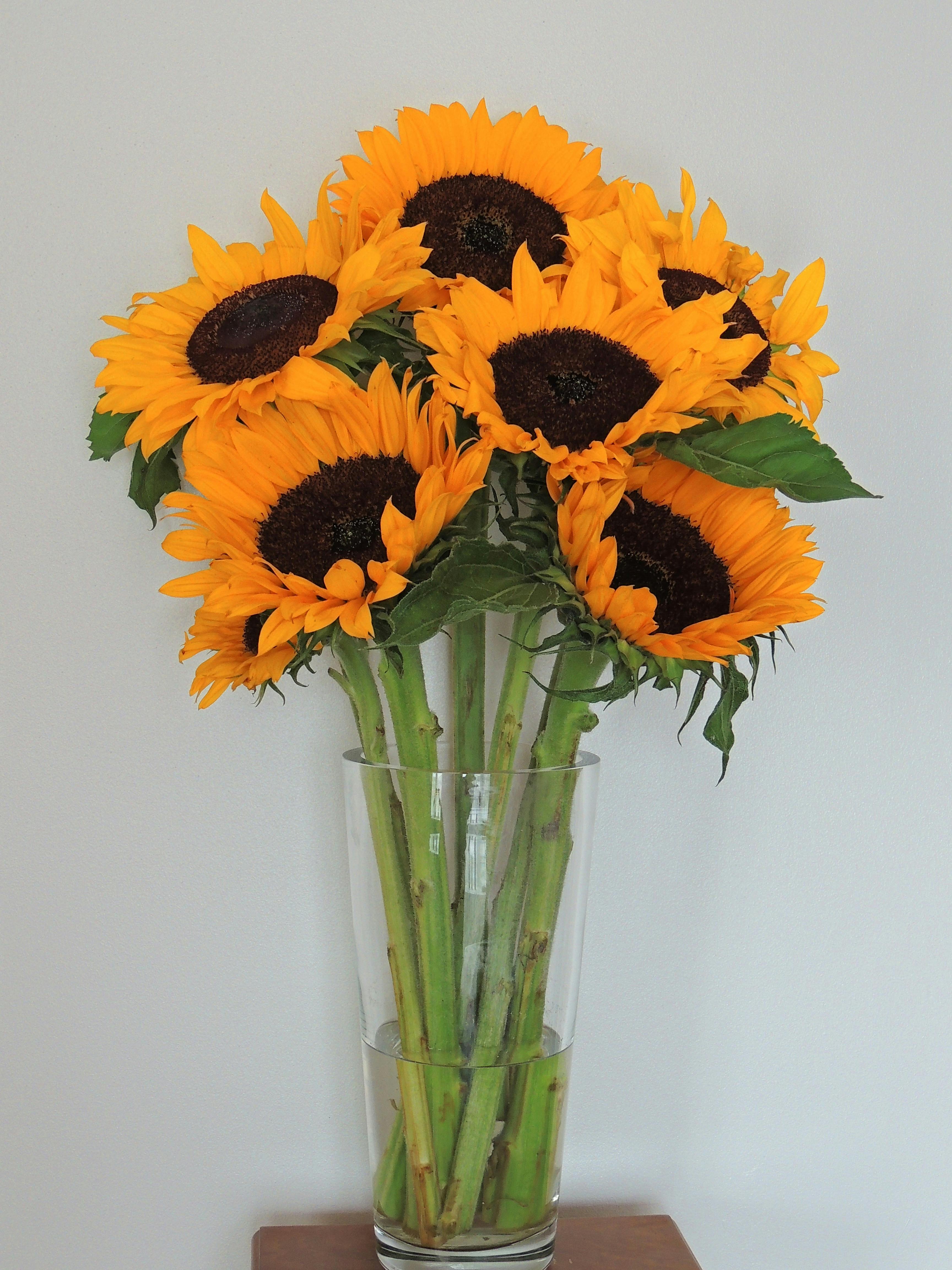 Sunflowers in Vase · Free Stock Photo