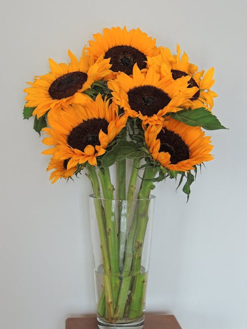 Free Sunflowers in Vase Stock Photo