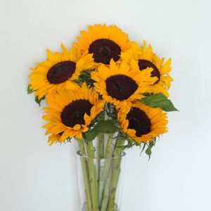 Sunflowers in a tall glass vase