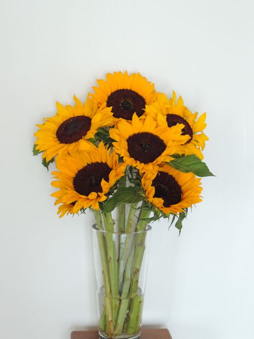 Free Vibrant yellow sunflowers arranged in a tall clear glass vase against a clean white background. Stock Photo