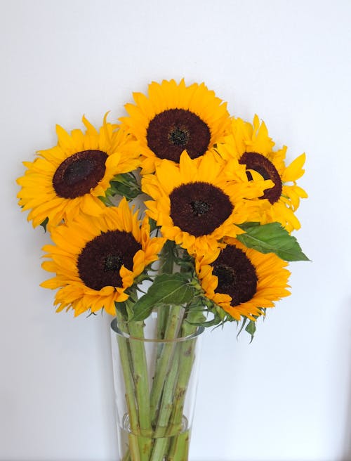 Free Close up of Sunflowers Stock Photo