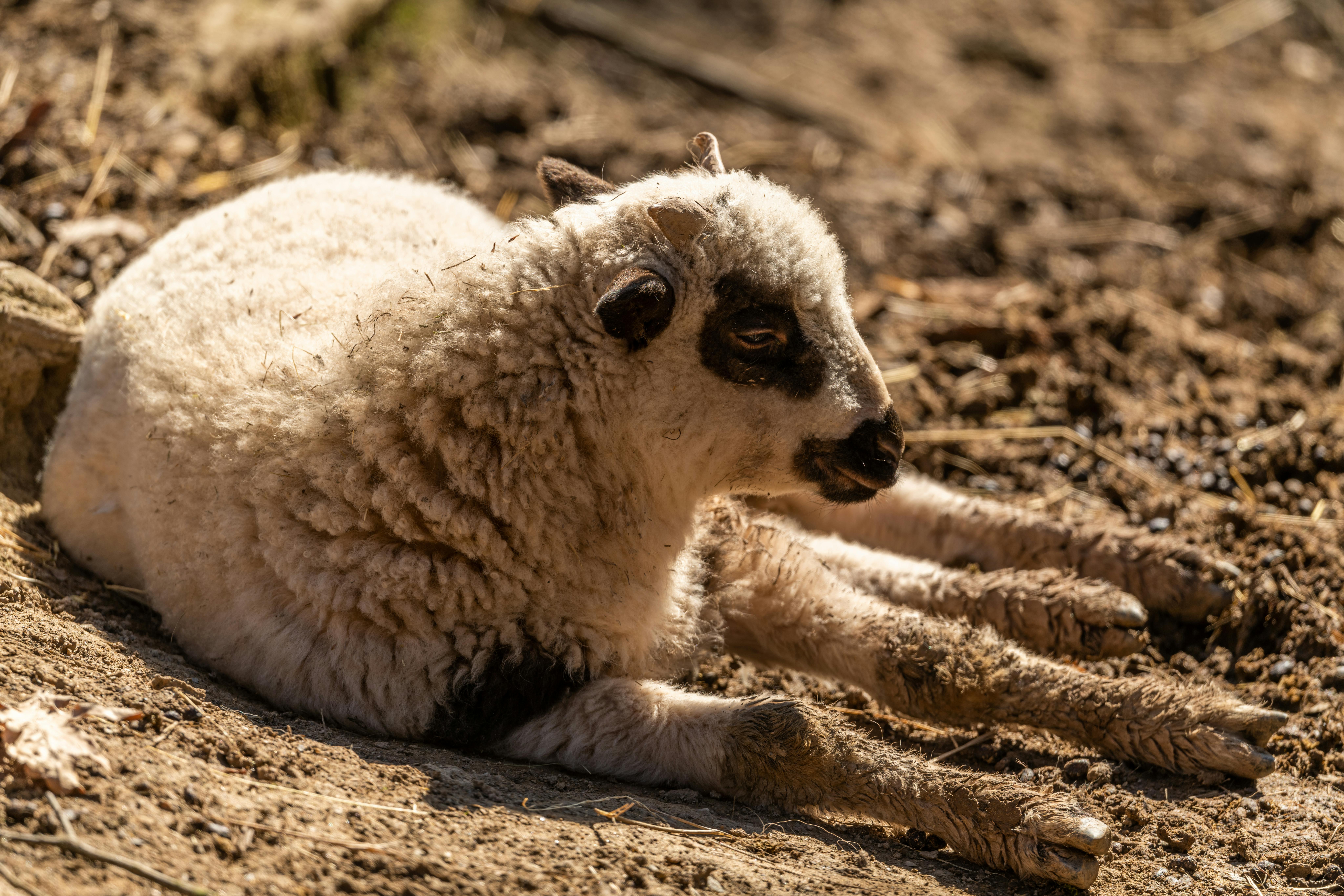 Cute Sheep Looks Cute On Video Background Baby Sheep Smile Hd Photography  Photo Background Image And Wallpaper for Free Download