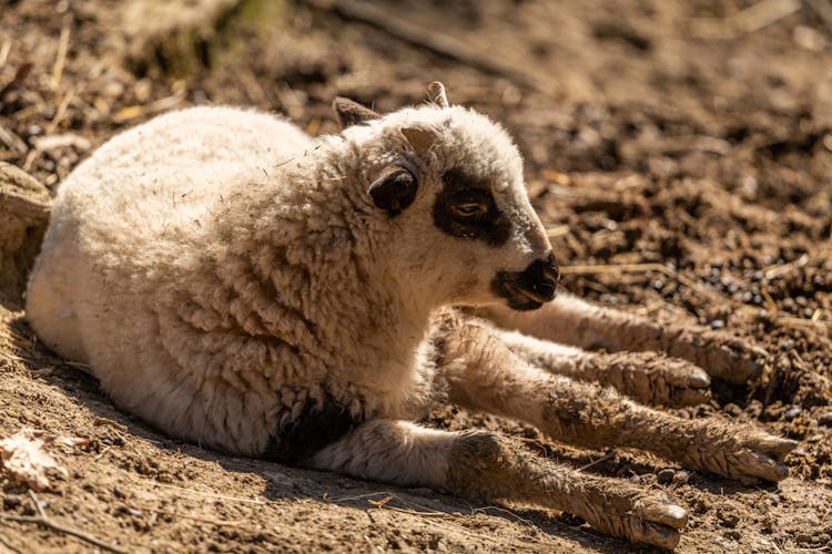 Lamb Lying Down On Ground