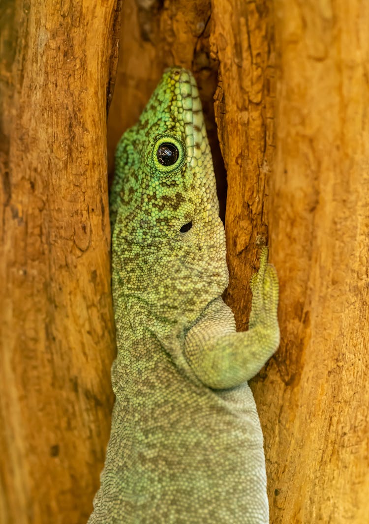 Green Gecko In Gap In Tree