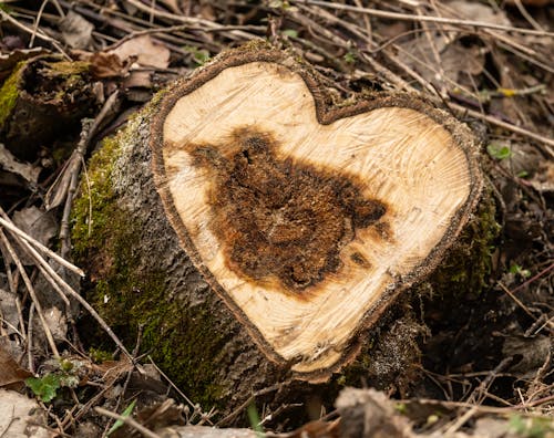 Heart Shape Tree Stump