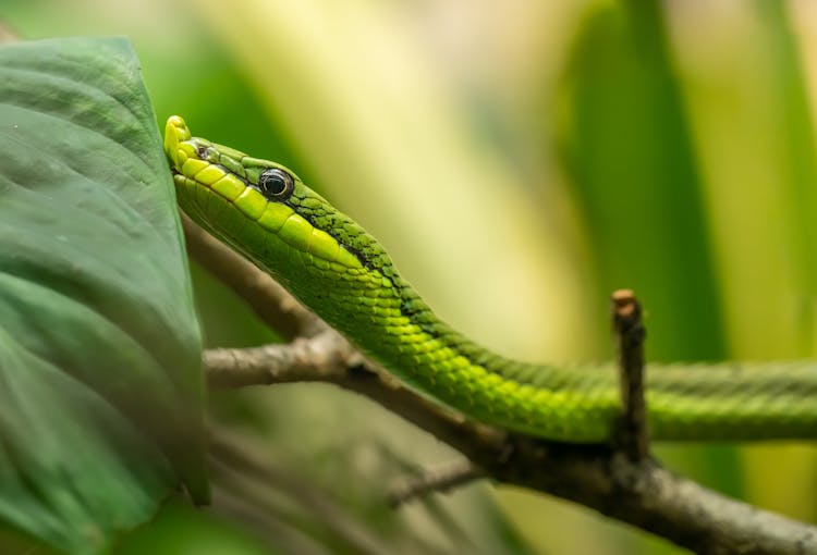 Close Up Of Green Snake