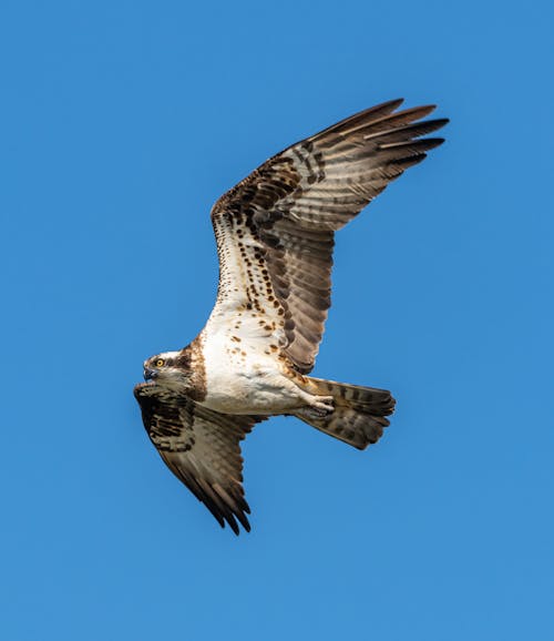 Close up of Flying Osprey