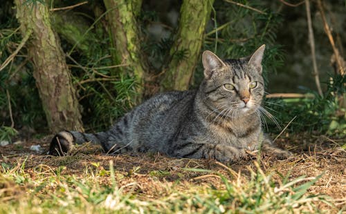 Cat Lying Down on Ground