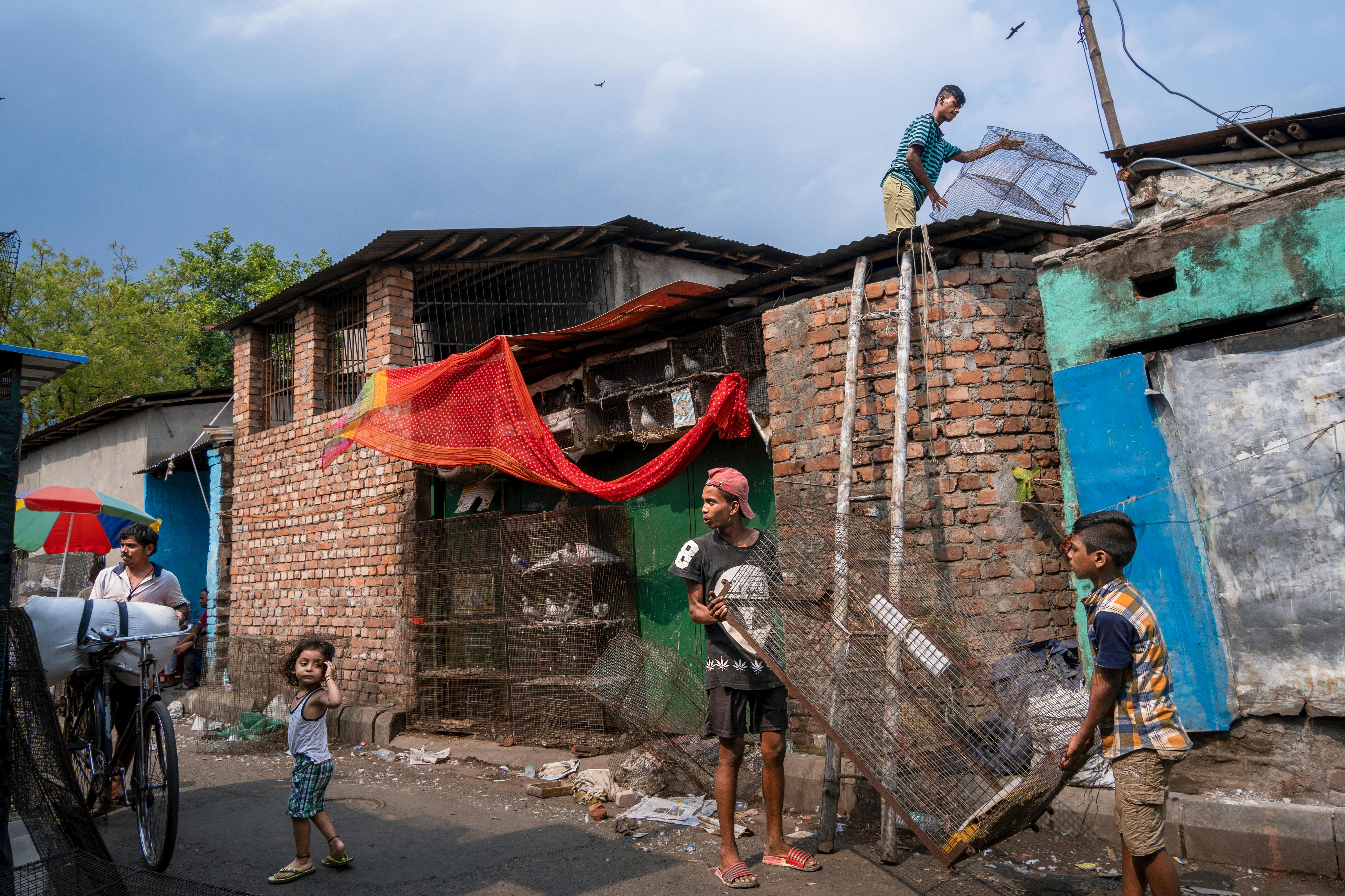 A family in an urban setting managing pigeon cages on a sunny day.