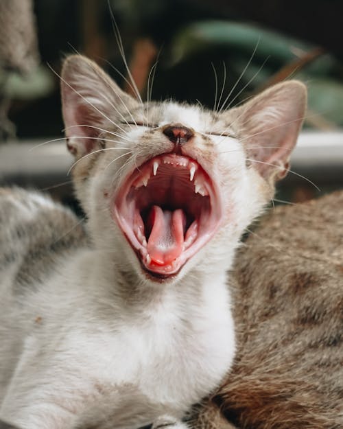 A Cat Yawning