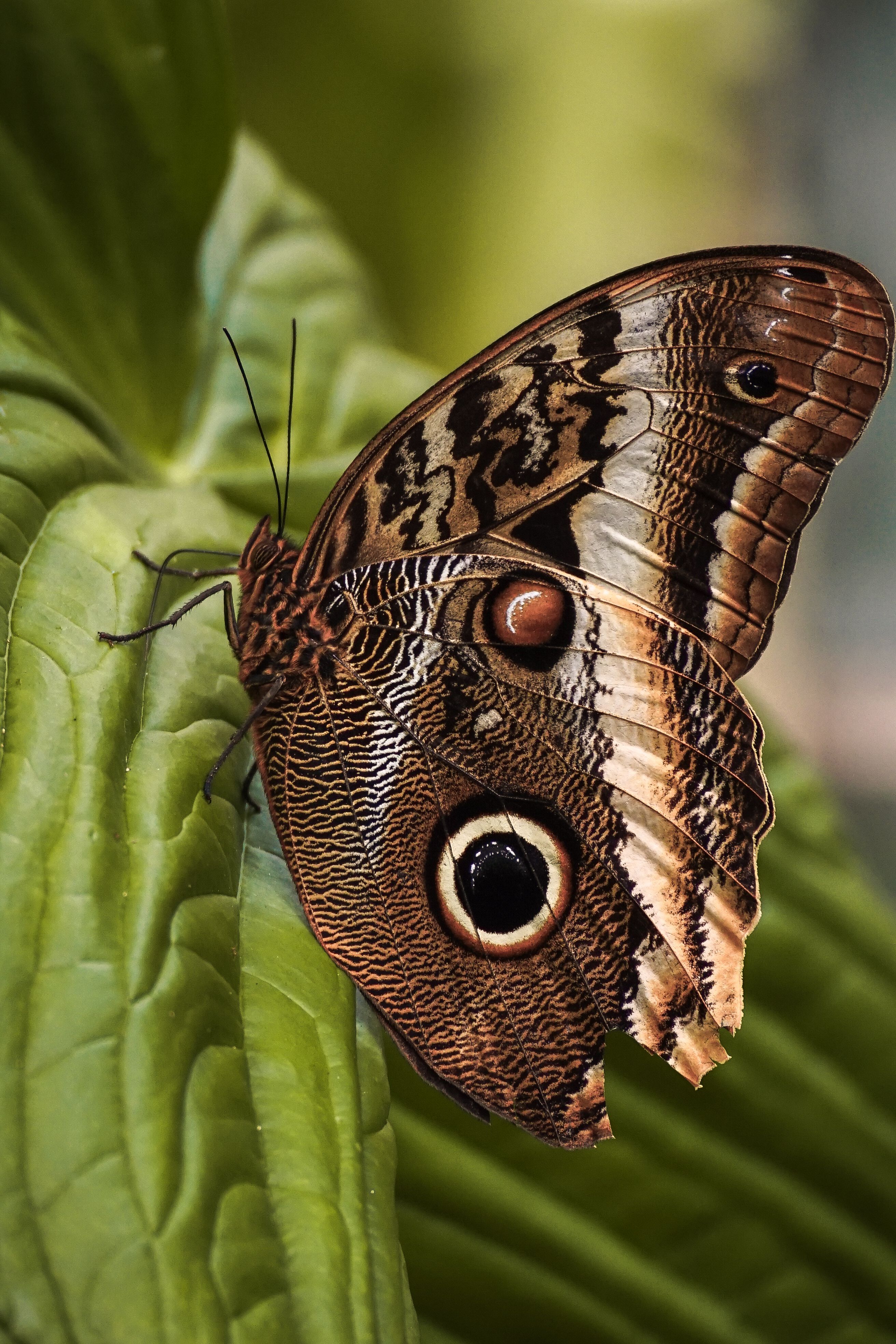 Nature Insect Photos, Download The BEST Free Nature Insect Stock Photos