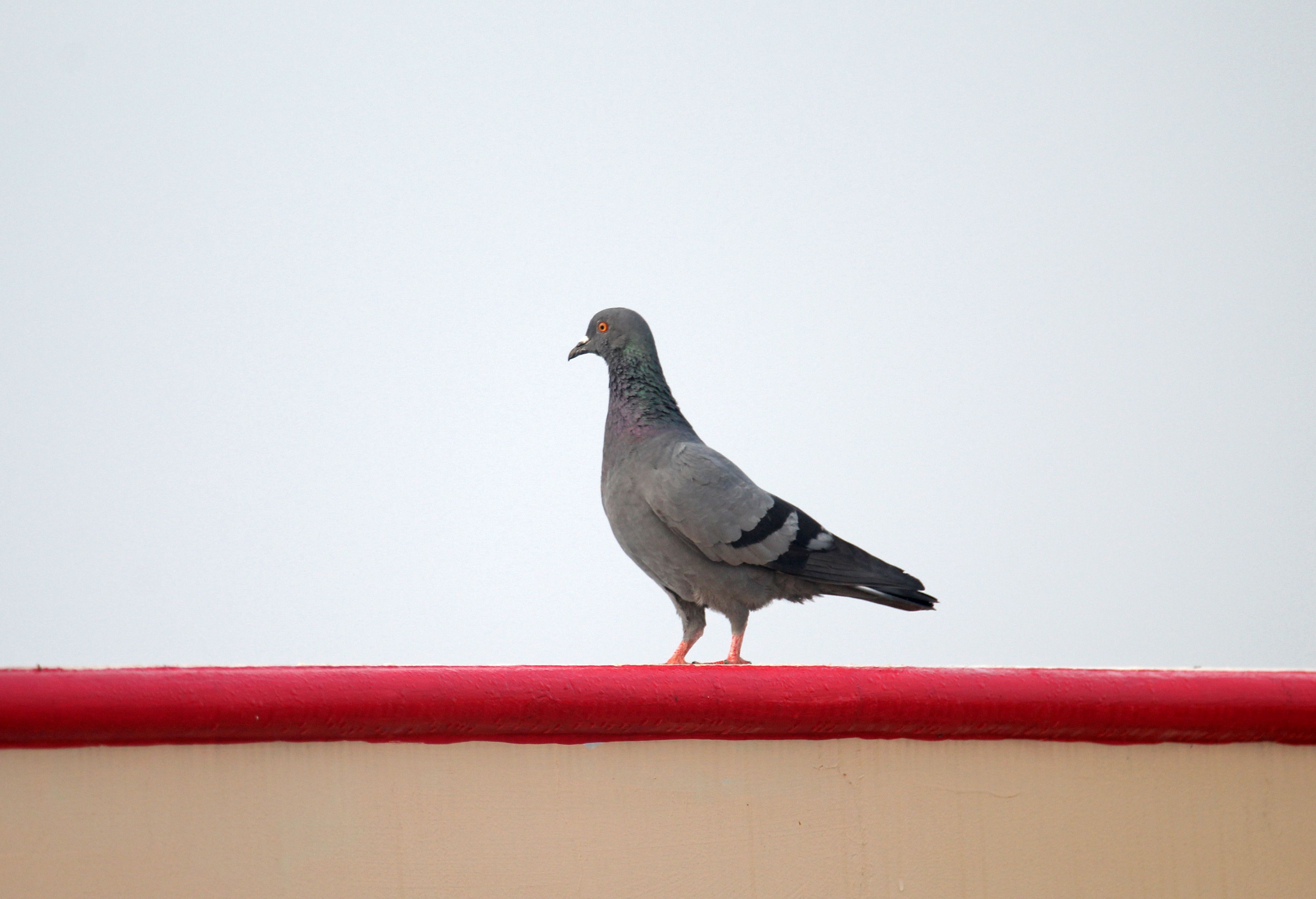Foto: Viswaprem ca / Pexels