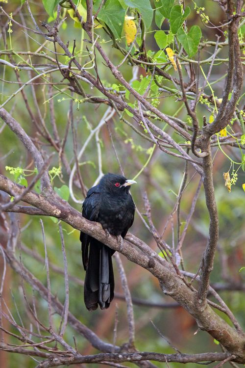 Free A close-up of an Asian Koel perched on a branch amidst lush foliage, highlighting its glossy feathers. Stock Photo