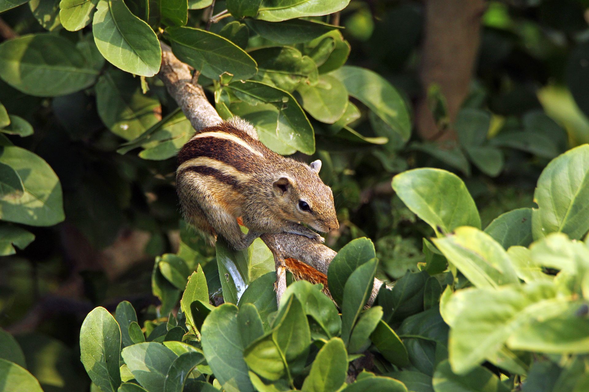 Indian palm squirrel perched on a branch among lush green leaves, showcasing wildlife.
