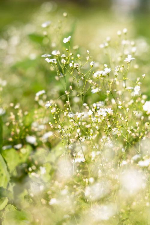 Free A serene close-up of delicate white flowers blooming in a lush green meadow under warm sunlight. Stock Photo