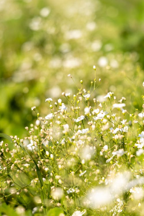 Close-up of Delicate White Wildflowers on a Meadow