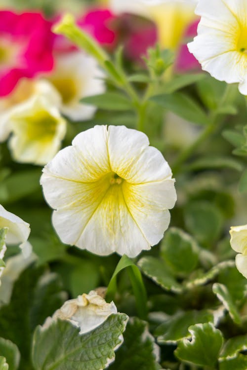 Close-up of White and Pink Petunias 