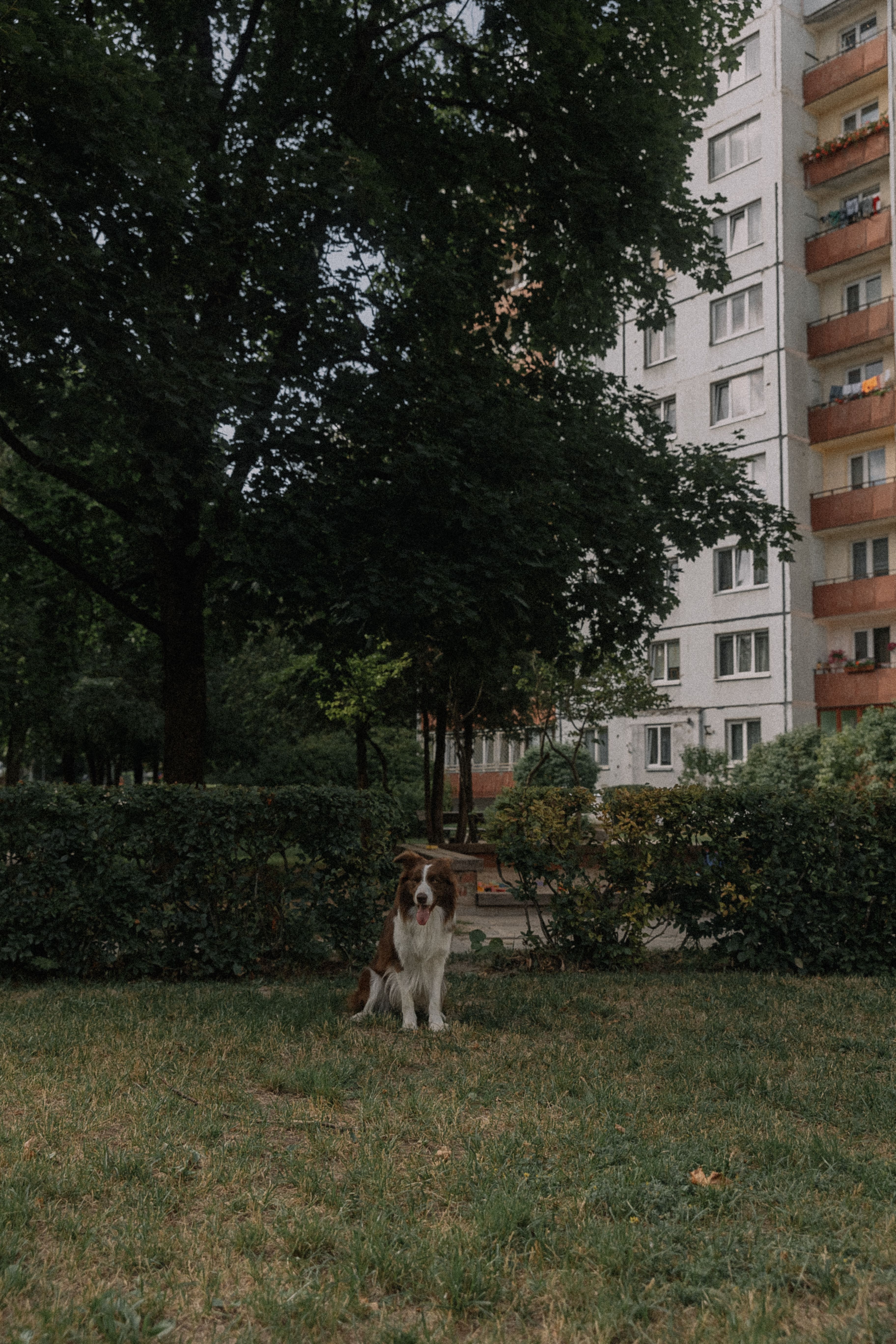 Apartment Dog Park Photos, Download The BEST Free Apartment Dog Park ... - Top Apartment Buildings With Dog Park