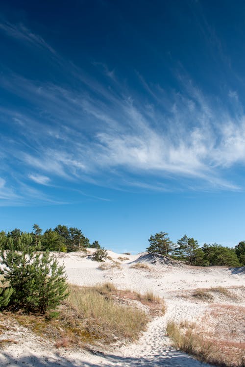 View of a Beach with Coniferous Trees under a Blue Sky 