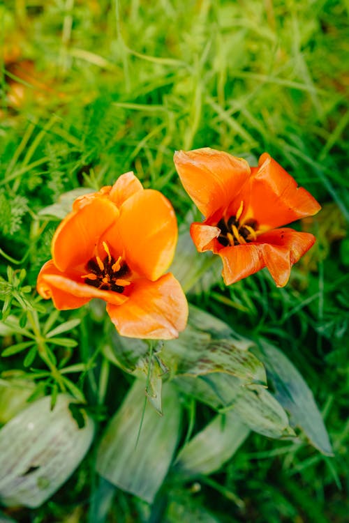 ฟรี คลังภาพถ่ายฟรี ของ การเจริญเติบโต, ดอกทิวลิป, ดอกส้ม คลังภาพถ่าย
