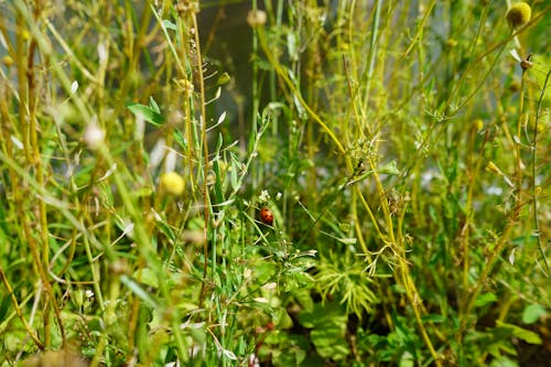Free stock photo of bee, bug, field