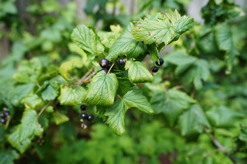 Free stock photo of berries, black, garden