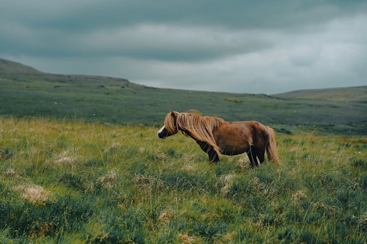 Horse In Meadow