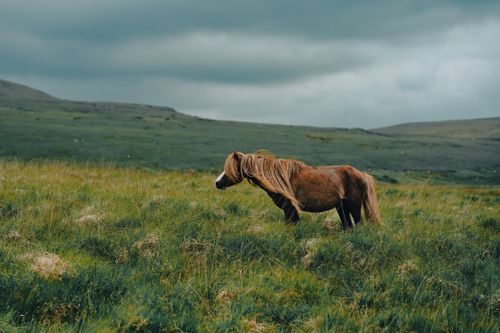 Free Brown horse grazing alone in a lush open meadow under a cloudy sky, depicting countryside serenity. Stock Photo