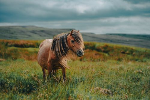Free A brown horse stands gracefully in an expansive green meadow under a cloudy sky. Stock Photo