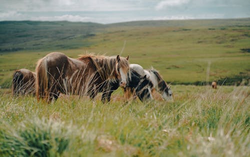 Horses in Pasture