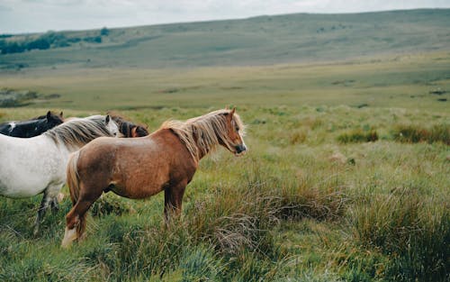 Horses on the Meadow