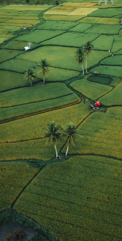 View of green rice fields from above